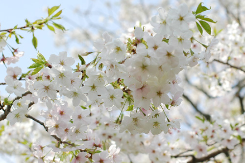 イシモクの日常、桜の便り♪