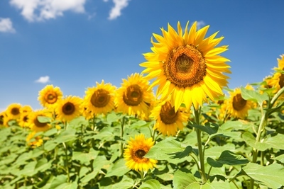 stockvault-sunflowers136114.jpg