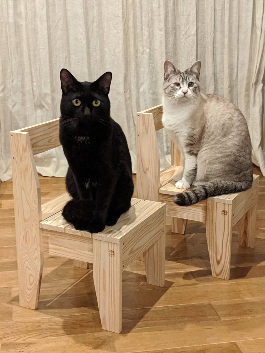 ウッドチェアに座る猫たち