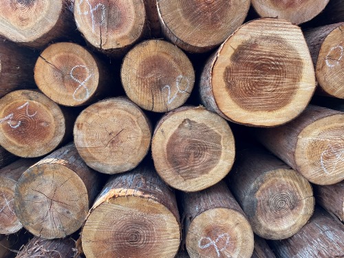 日本で一番多く生産されている木材は何でしょうか。