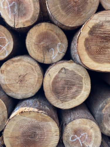 森が豊かなのに木材の７０％近くは輸入材のなぞ