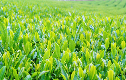 【レンタルスペース】藤枝おんぱく