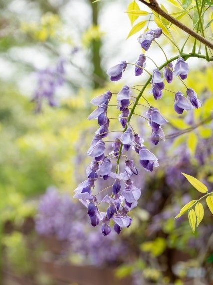 ゴールデンウィーク　お休みのお知らせ